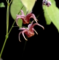 Epimedium 'Calisto'