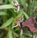 Epimedium 'Chocolatte'