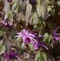 Epimedium grandiflorum 'Circe'