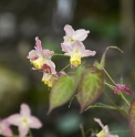 Epimedium x versicolor 'Cupreum'