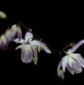Epimedium diphyllum 'Pink flower'