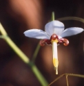 Epimedium dolichostemon