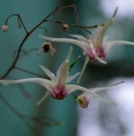 Epimedium 'Domino'