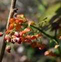 Epimedium × warleyense ‘Ellen Willmott’