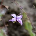 Epimedium 'Enchantress'