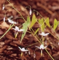 Epimedium fargesii Og93057