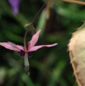 Epimedium fargesii 'Pink Constellation'