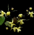 Epimedium flavum