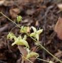 Epimedium franchetii 'Brimstone Butterfly'