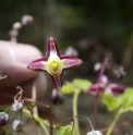 Epimedium x rubrum 'Galadriel'