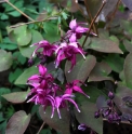 Epimedium grandiflorum 'Rose Queen'