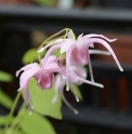 Epimedium grandiflorum 'Akaji Zakura'