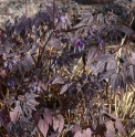 Epimedium grandiflorum 'Queen Esta' 