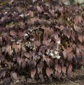 Epimedium grandiflorum 'White Queen'