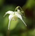 Epimedium grandiflorum 'Yellow Princess'