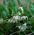 Epimedium grandiflorum CBJP979