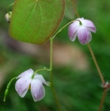 Epimedium 'Harugasumi'