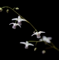 Epimedium 'Hatsune' 