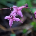 Epimedium 'Hot Lips'