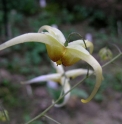 Epimedium ilicifolium