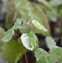 Epimedium 'Nikko' CBJP1042