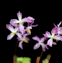 Epimedium x youngianum 'Juji Sei'