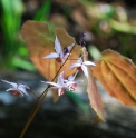 Epimedium 'Mount Kitadake'