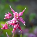 Epimedium 'Kodai Murasaki'