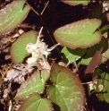 Epimedium koreanum