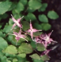 Epimedium grandiflorum 'Lilafee'