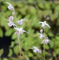 Epimedium x youngianum 'Merlyn'