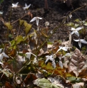 Epimedium 'Milky Way'