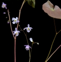 Epimedium 'Mine no Fubuki' 