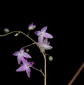 Epimedium 'Murasaki Komachi'