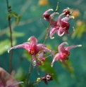 Epimedium 'Pink Champagne'