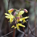 Epimedium pinnatum subsp.colchicum