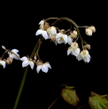 Epimedium pubigerum