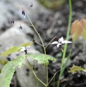 Epimedium qingshengshanense