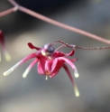 Epimedium 'Red Maximum'