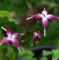 Epimedium grandiflorum 'Rubin Krone'