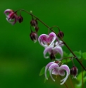 Epimedium 'Sakura Maru'