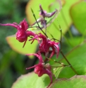 Epimedium 'Sayuri'