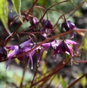 Epimedium sempervirens 'Mars'