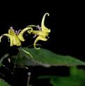 Epimedium shuichengense Cc030175