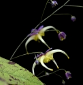 Epimedium 'Space Wagon'