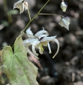 Epimedium 'Spinners Special'