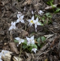 Epimedium stellulatum 'Long leaf form'