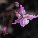 Epimedium 'Suzuka'