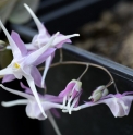 Epimedium grandiflorum 'Tama No Genpei'