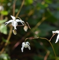 Epimedium trifoliatobinatum